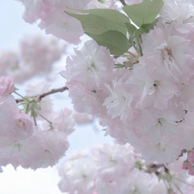 兽设森林场景创作兽圈社群